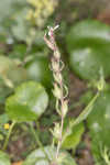 Common catchfly